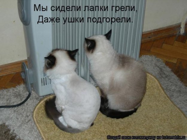Лучшие котоматрицы недели