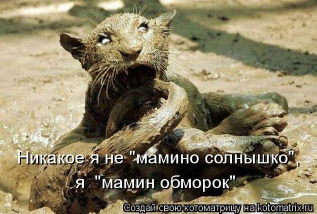 Лучшие котоматрицы недели