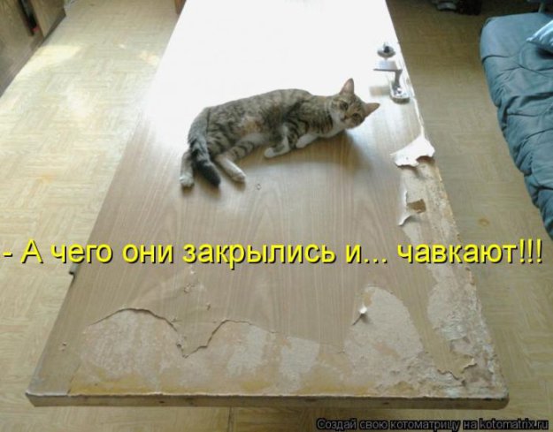 Лучшие котоматрицы недели