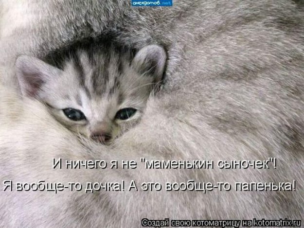 Лучшие котоматрицы недели