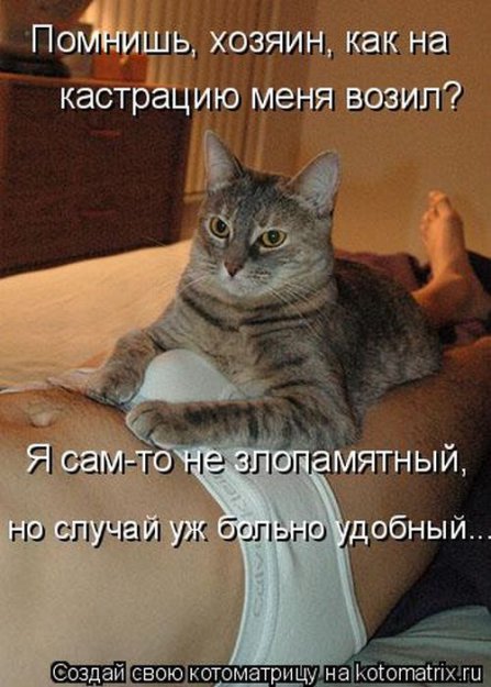Лучшие котоматрицы недели