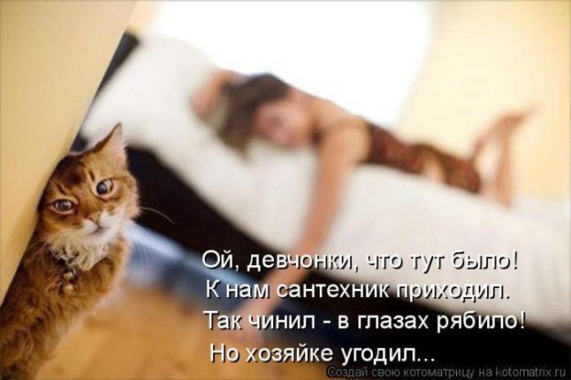 Лучшие котоматрицы недели