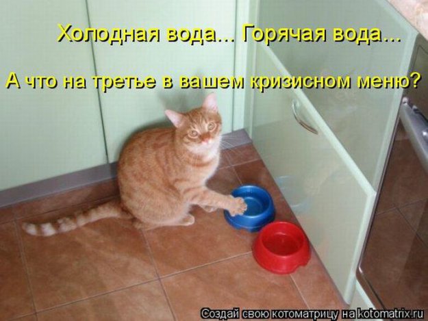 Лучшие котоматрицы недели