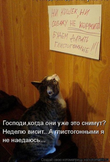 Лучшие котоматрицы недели