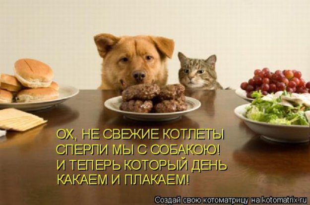 Лучшие котоматрицы недели