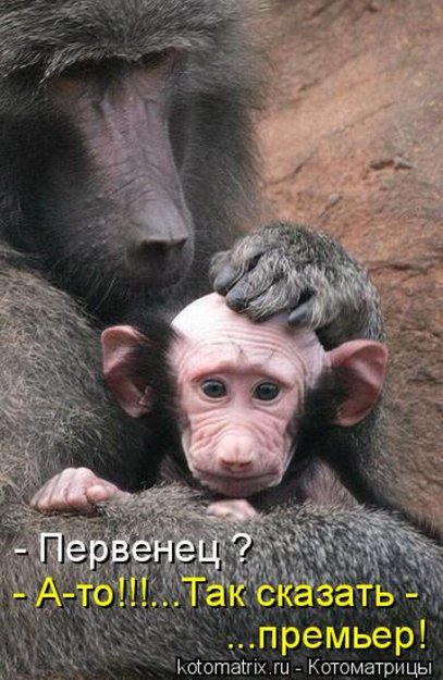 Лучшие котоматрицы недели