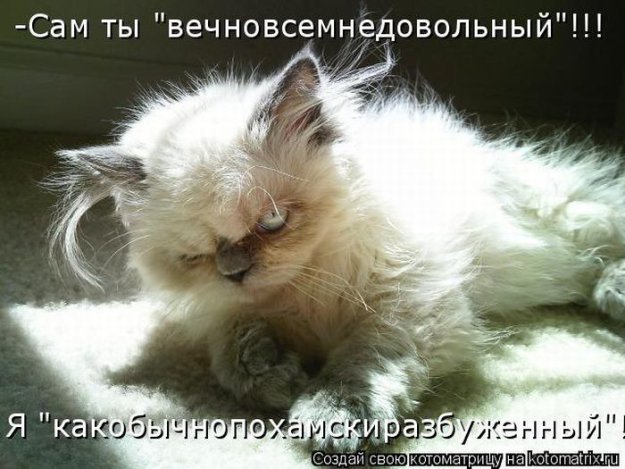 Лучшие котоматрицы недели