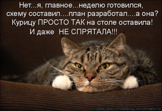 Лучшие котоматрицы недели