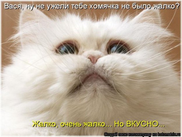Лучшие котоматрицы недели