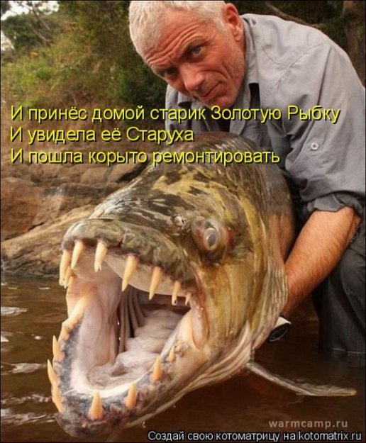 Лучшие котоматрицы недели