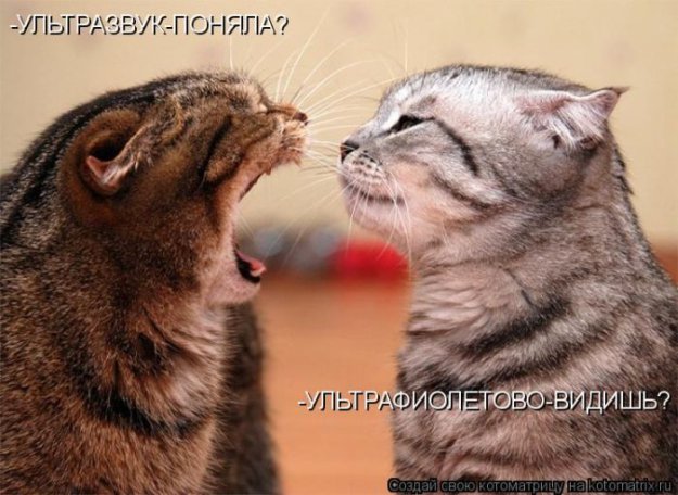 Лучшие котоматрицы недели