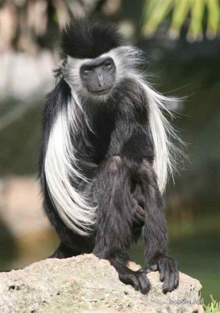 Угарные картинки про обезьян (50 фото)