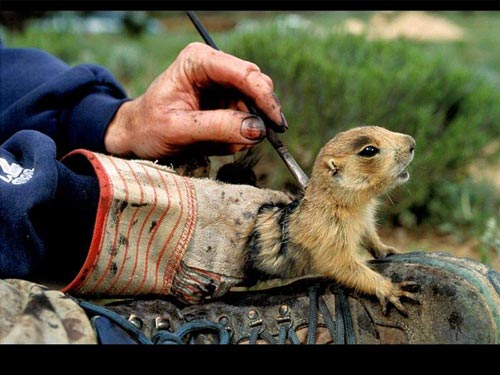 Снова балдеем с животными