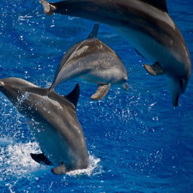 Чудесные создания дельфины