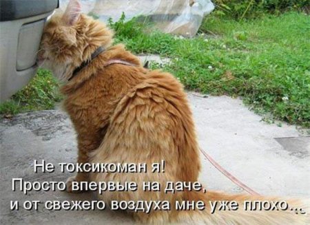 Котоматрица