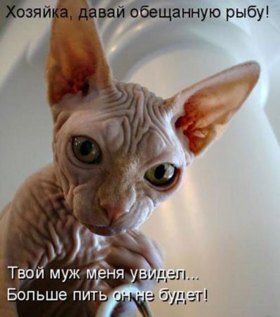 Котоматрица