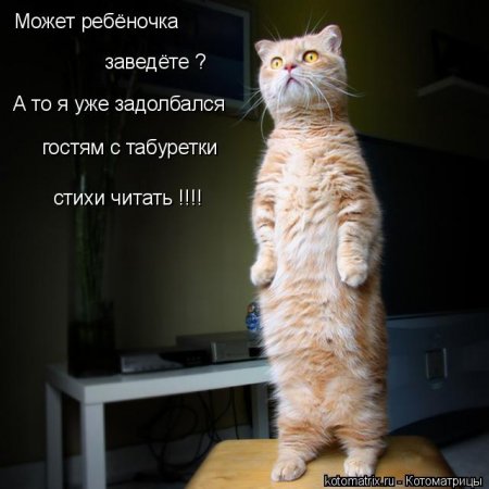 Котоматрица