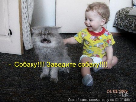 Котоматрица