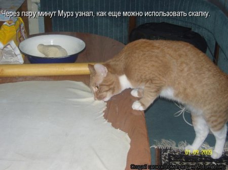 Котоматрица