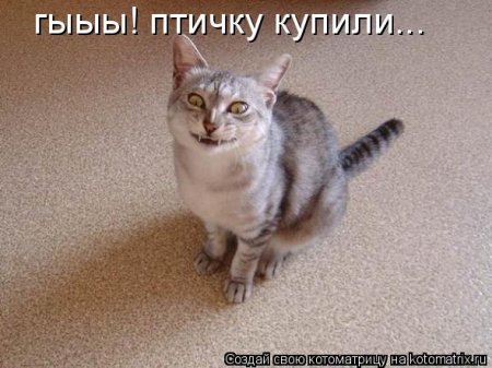 Котоматрица