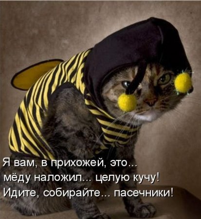 Котоматрица