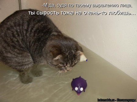 Котоматрица