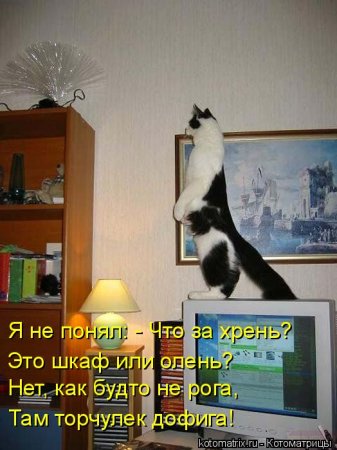 Котоматрица
