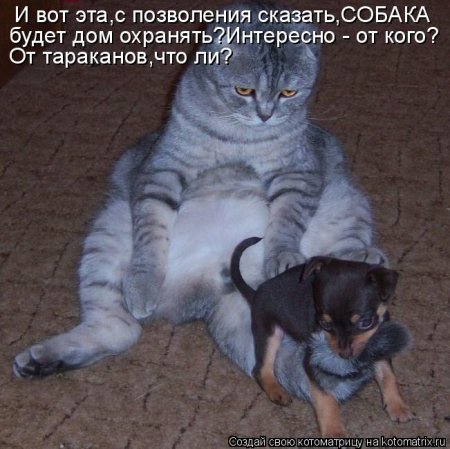 Котоматрица