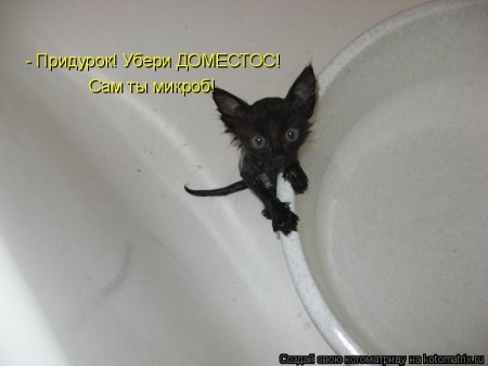 Котоматрица