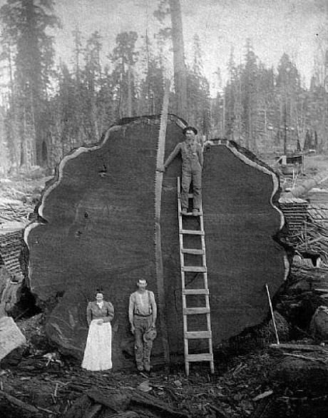 Когда деревья были большими...