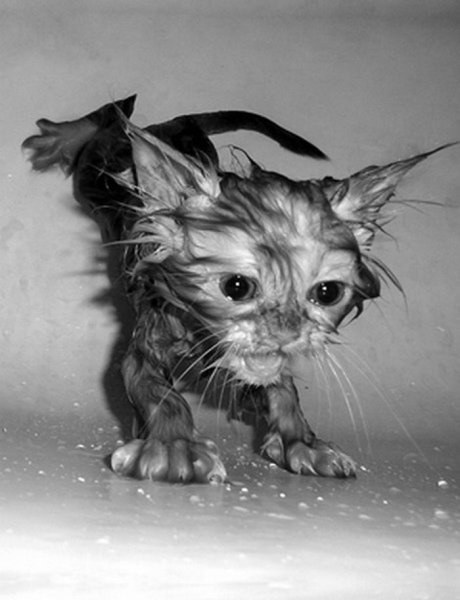 Мокрые коты:)