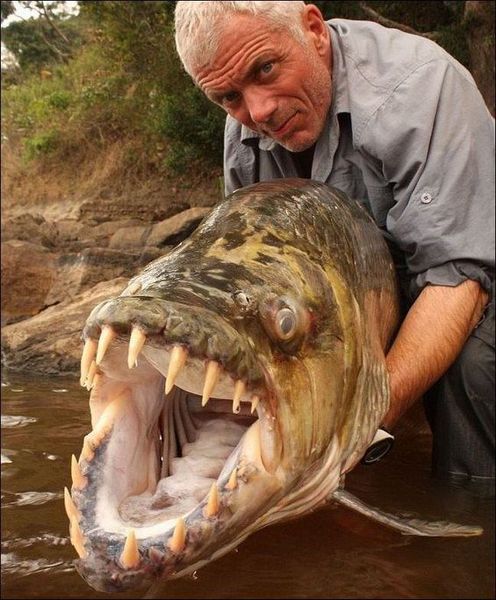 Рыба-монстр в реке Конго