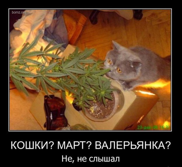 ������� ��������