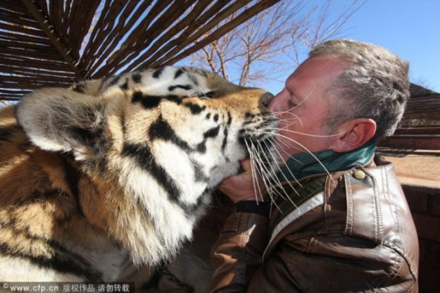 Лучший друг тигров