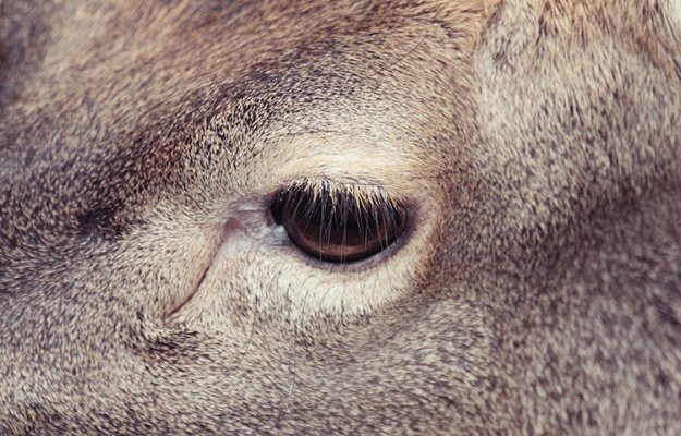 Фотографии глаз животных в неволе
