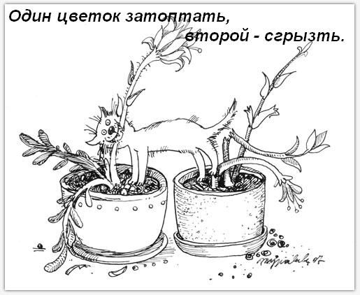 Котячі звички=)