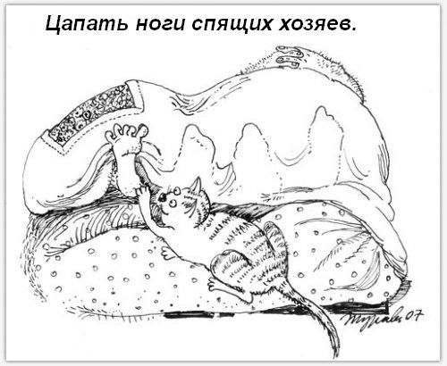 Котячі звички=)
