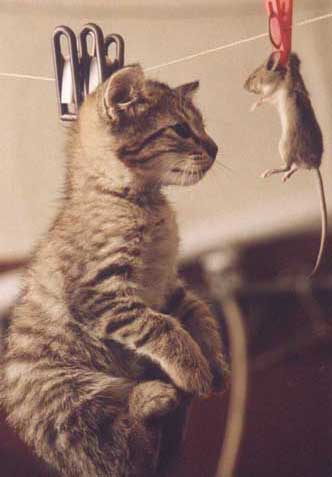 Мышки!!!! .... а то все коты, да коты.....