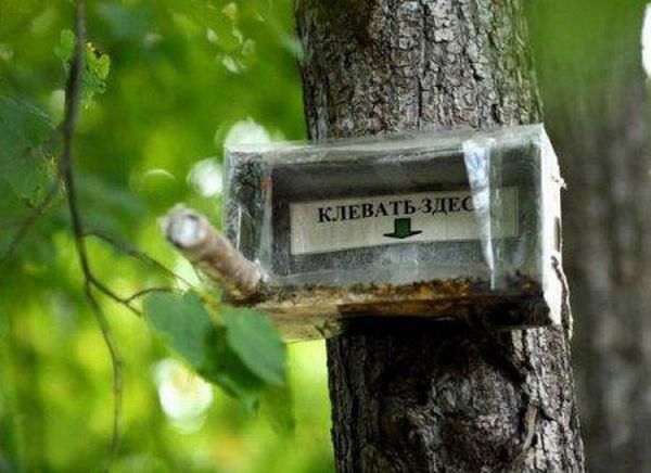 Размещенное изображение
