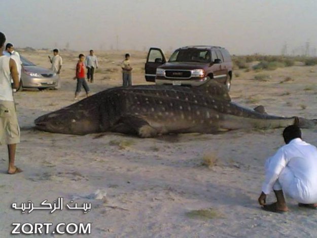 ������� ������ ����