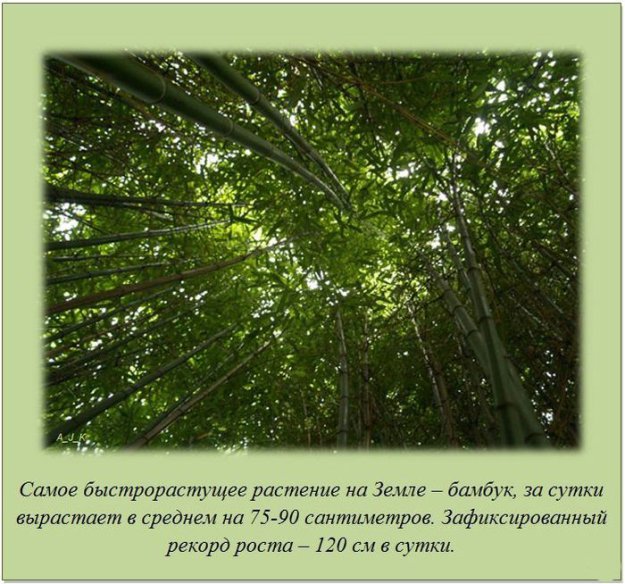 ����� ��� ���� �� �����