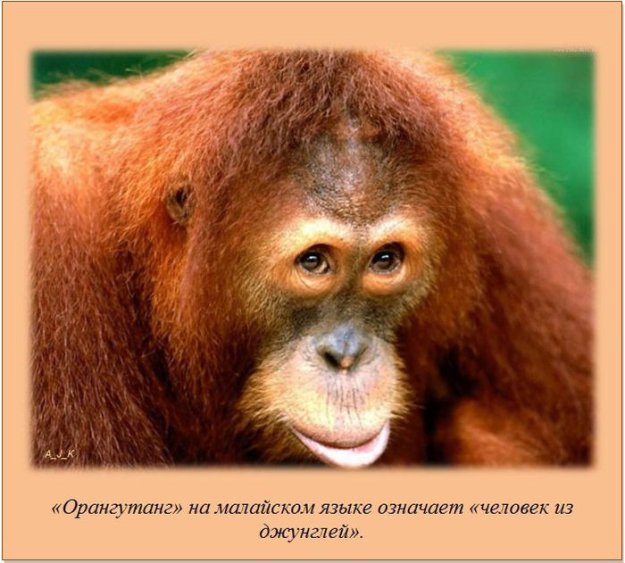 ����� ��� ���� �� �����