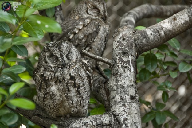 ��� ���������� ��������� ������