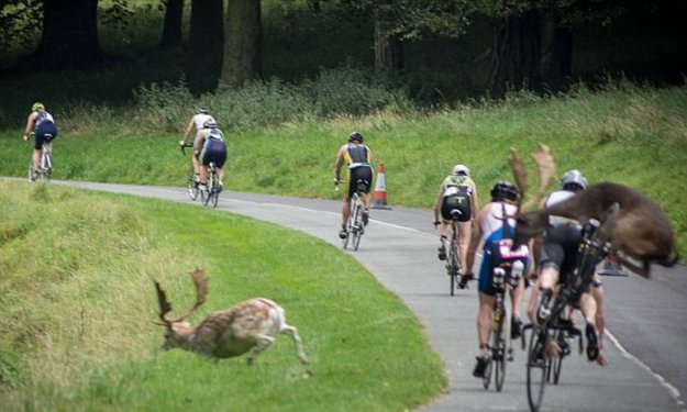 В Ирландии олень сбил с велосипеда участника триатлона
