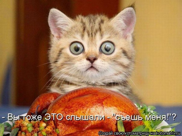 Смешные картинки про кошек с надписями (52 фото)