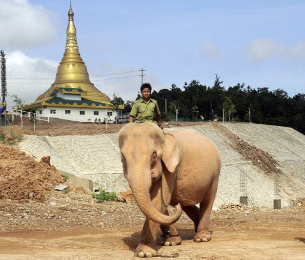 Священный бирманский слон