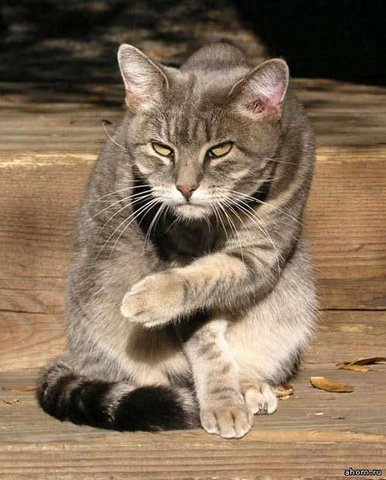 Коты.