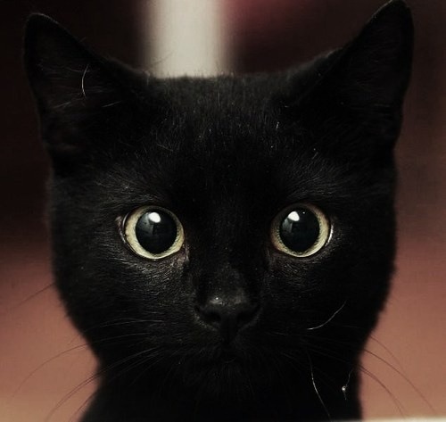 Коты.