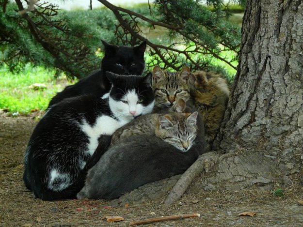 Коты.