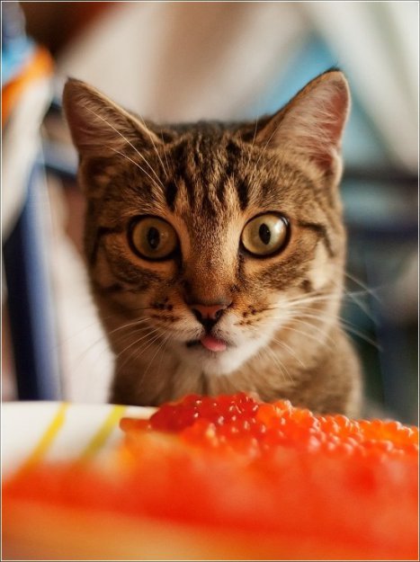 Коты.